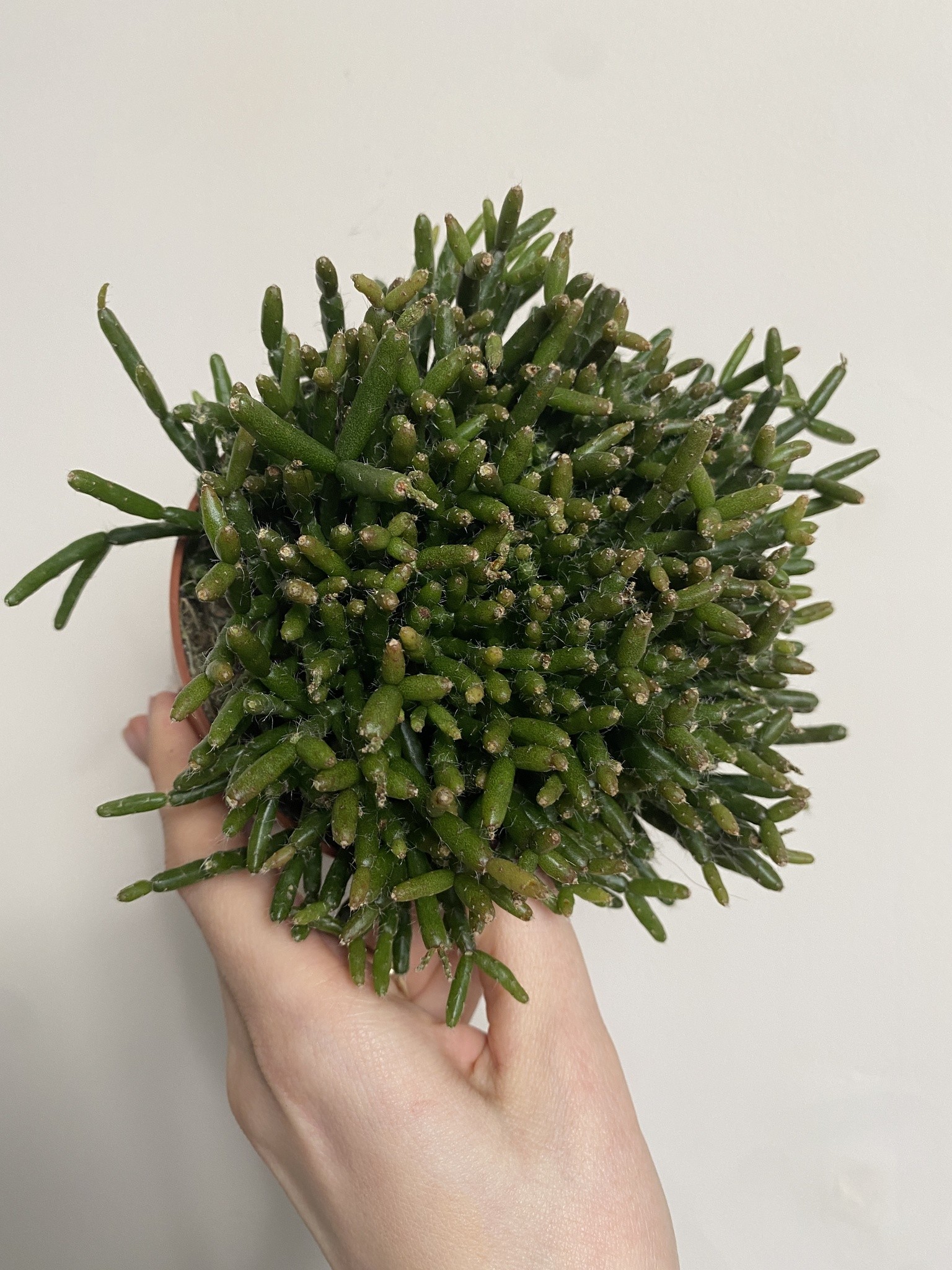 Rhipsalis Burchelli sukulent