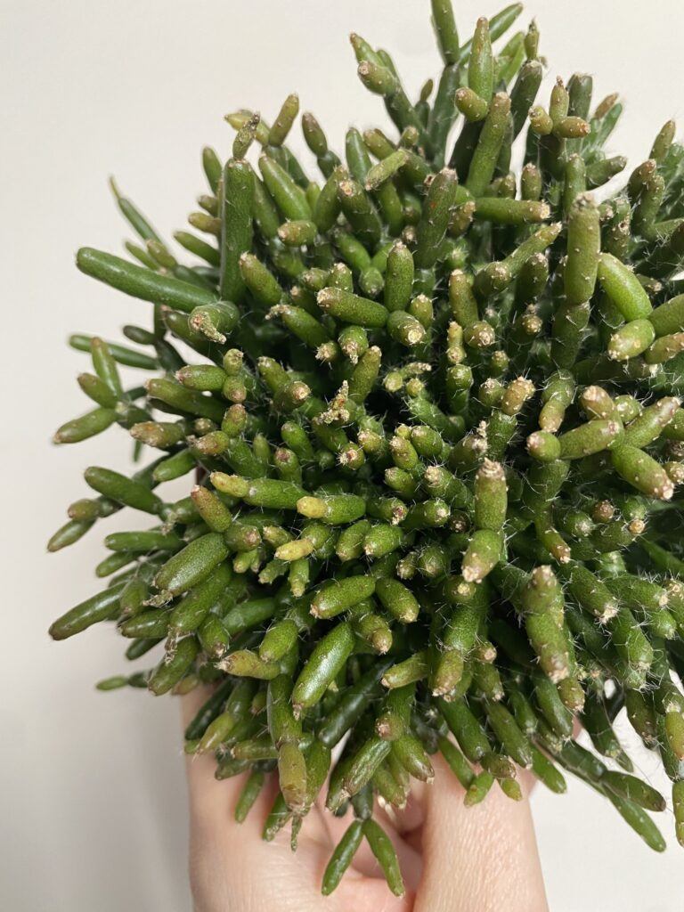 Rhipsalis Burchelli sukulent