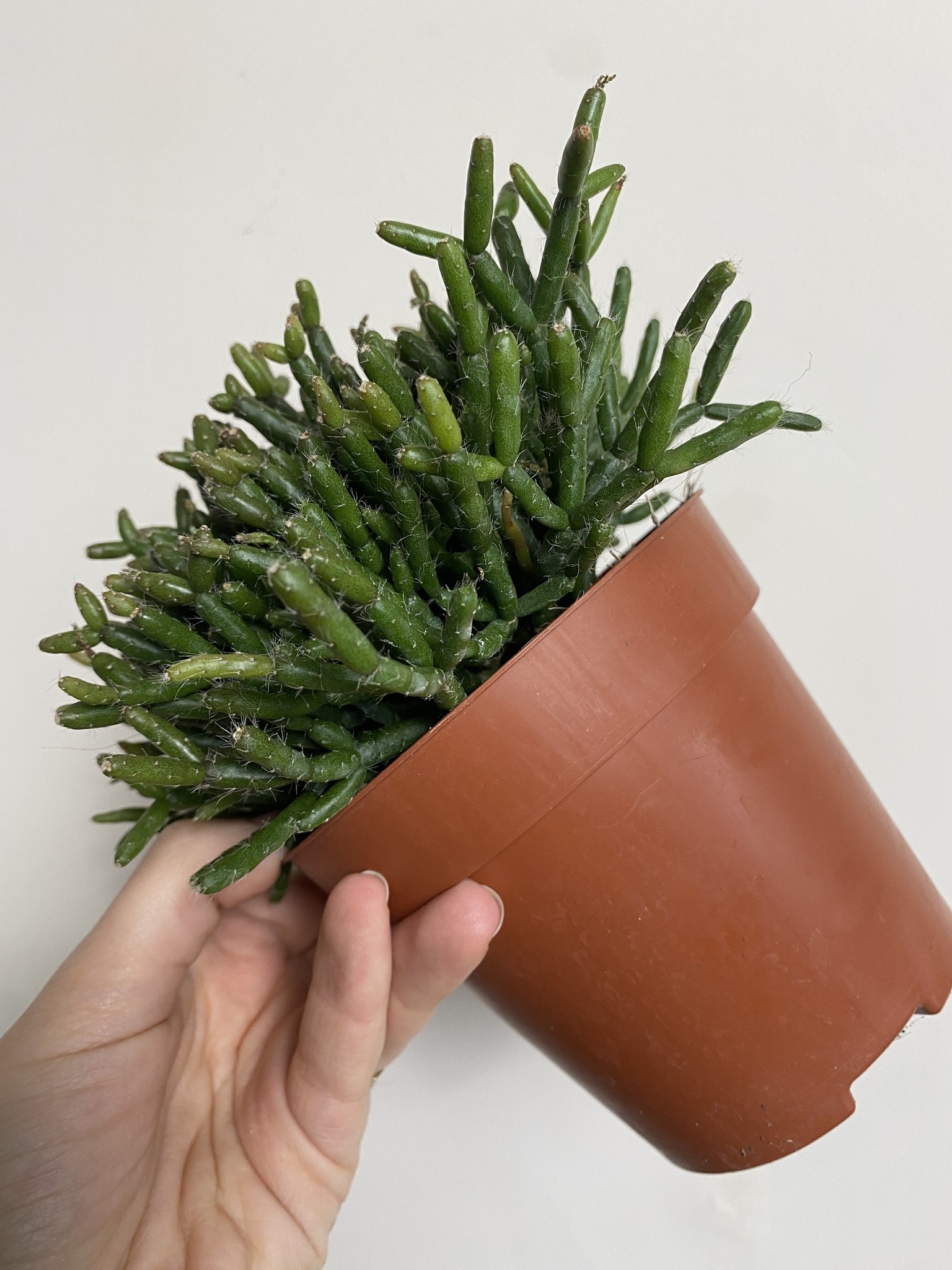 Rhipsalis Burchelli sukulent