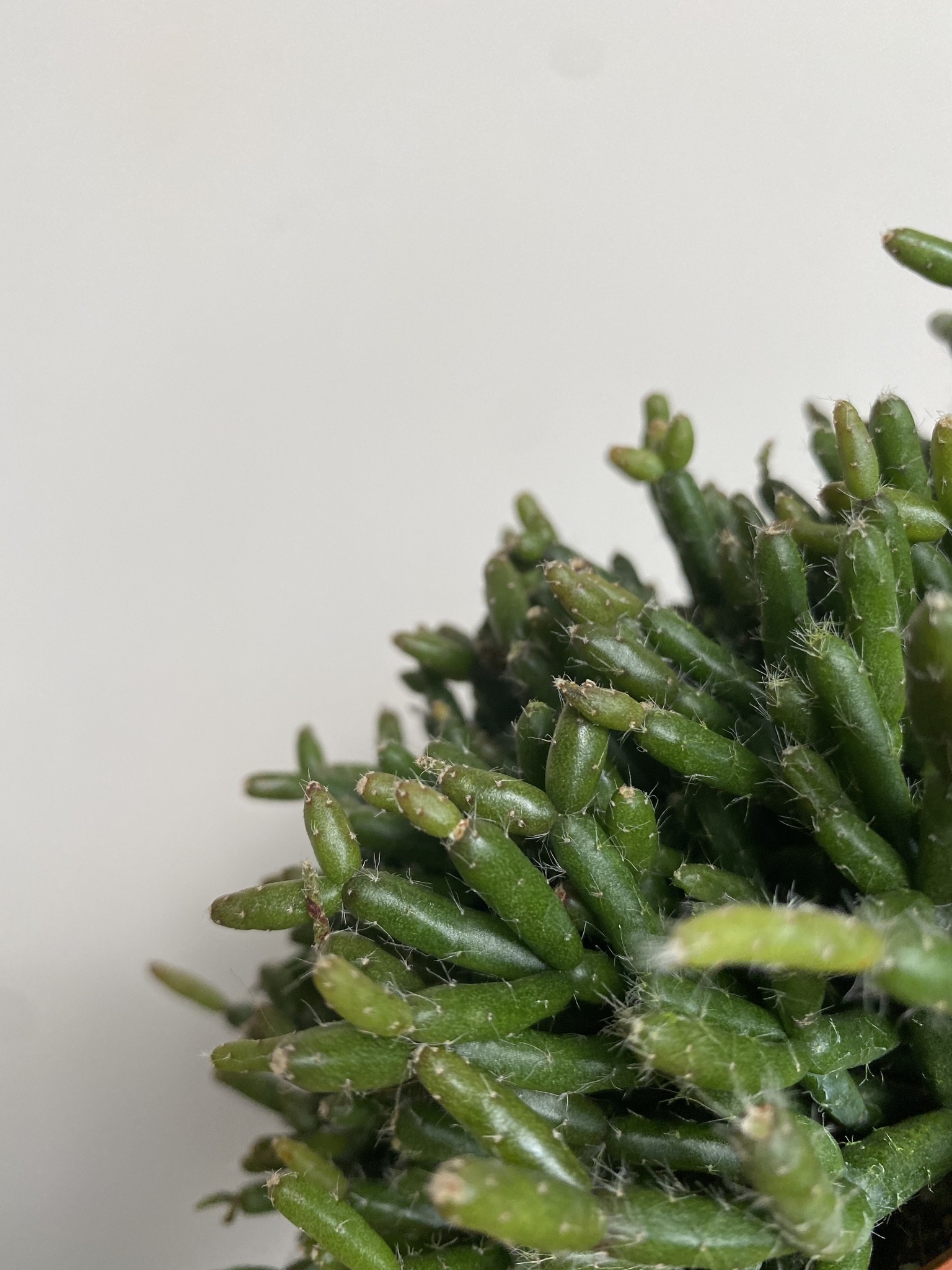 Rhipsalis Burchelli sukulent