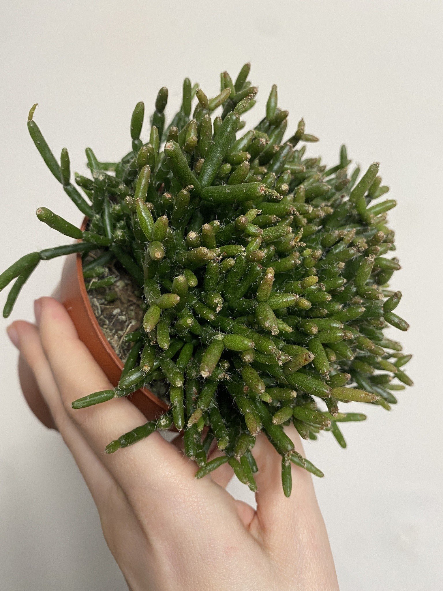 Rhipsalis Burchelli sukulent