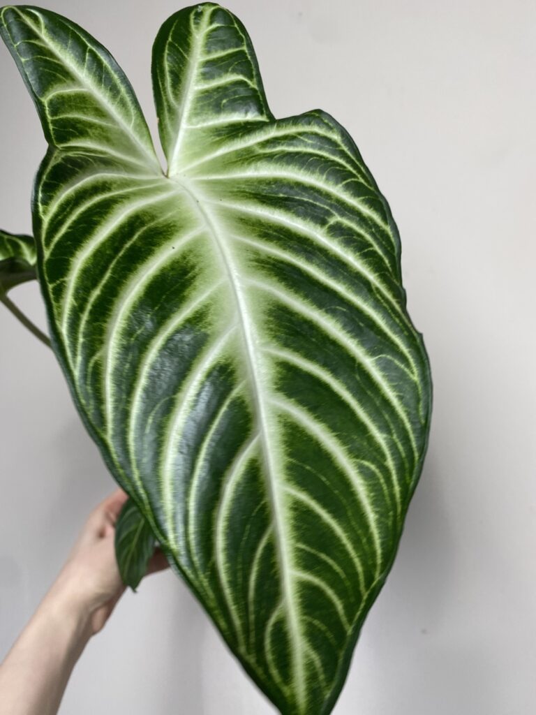 Xanthosoma Lindenii