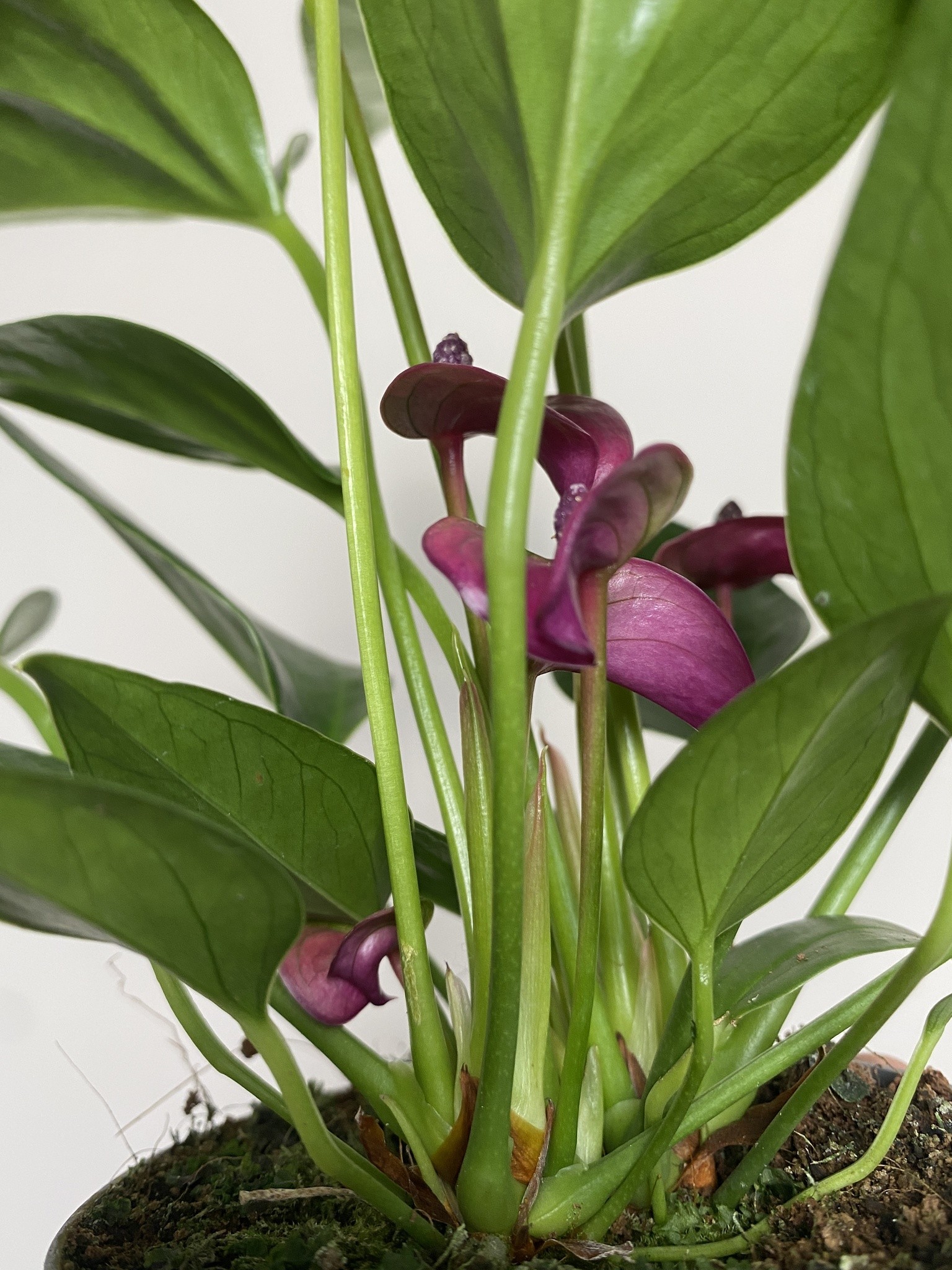 Anthurium Pure Purple