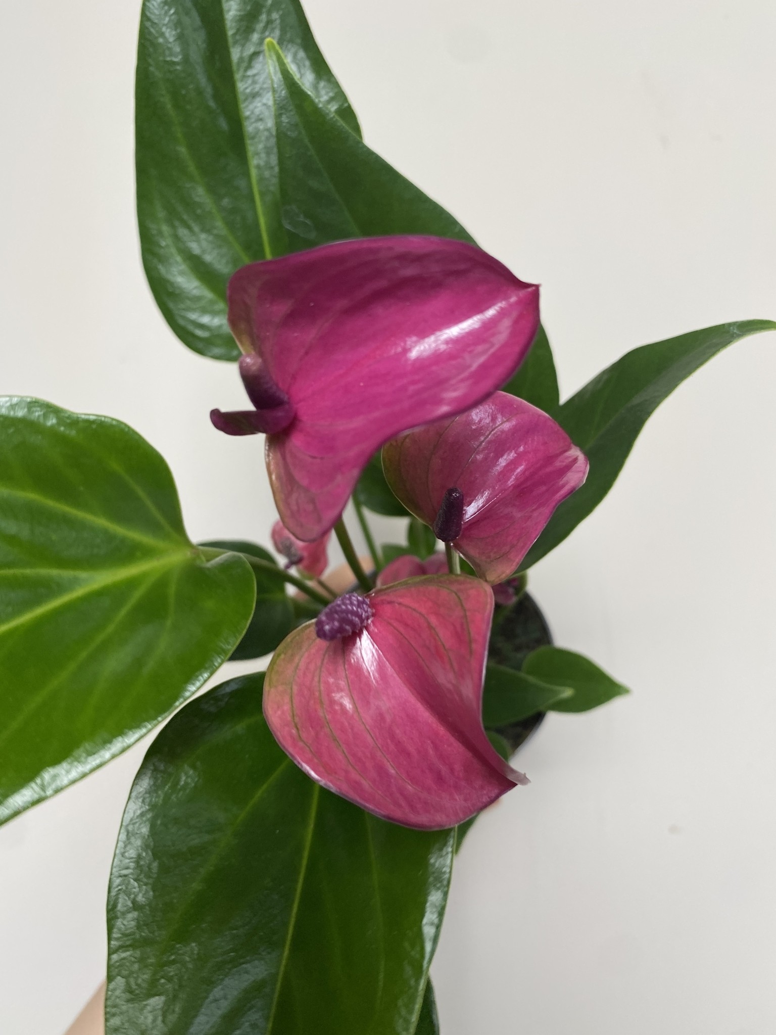 Anthurium Pure Purple