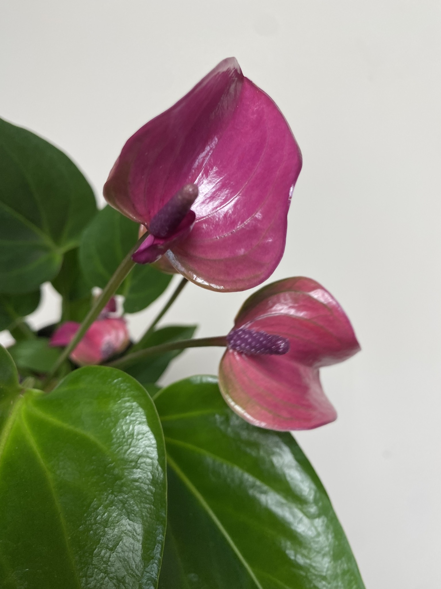 Anthurium Pure Purple
