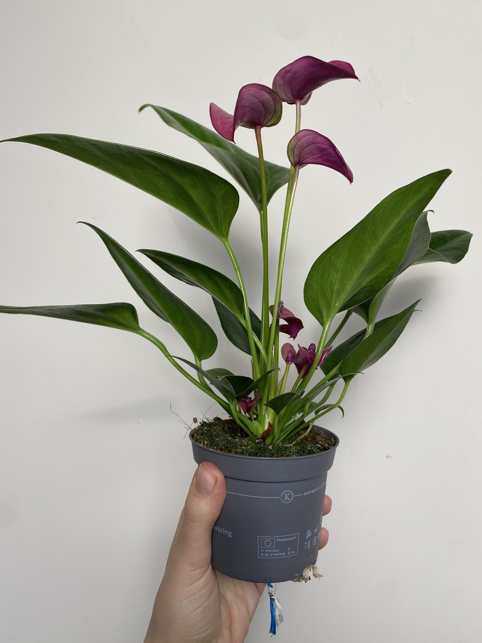Anthurium Pure Purple