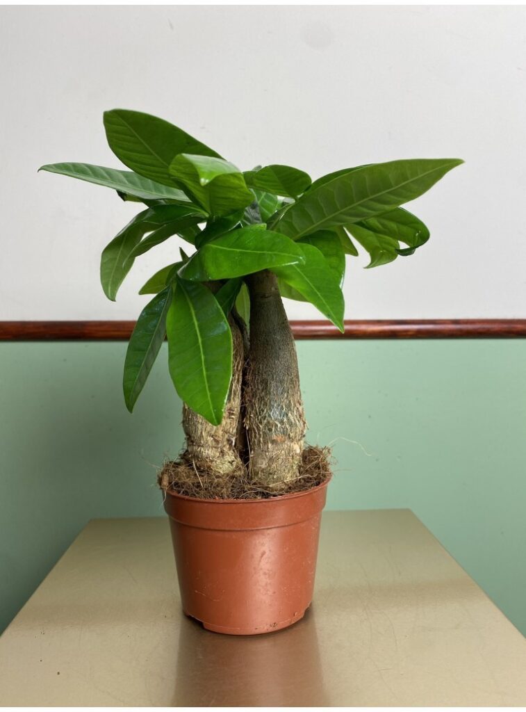 Pachira aquatica (mała sadzonka)