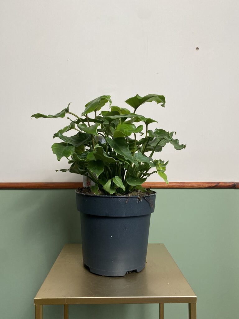 Philodendron Xanadu duży