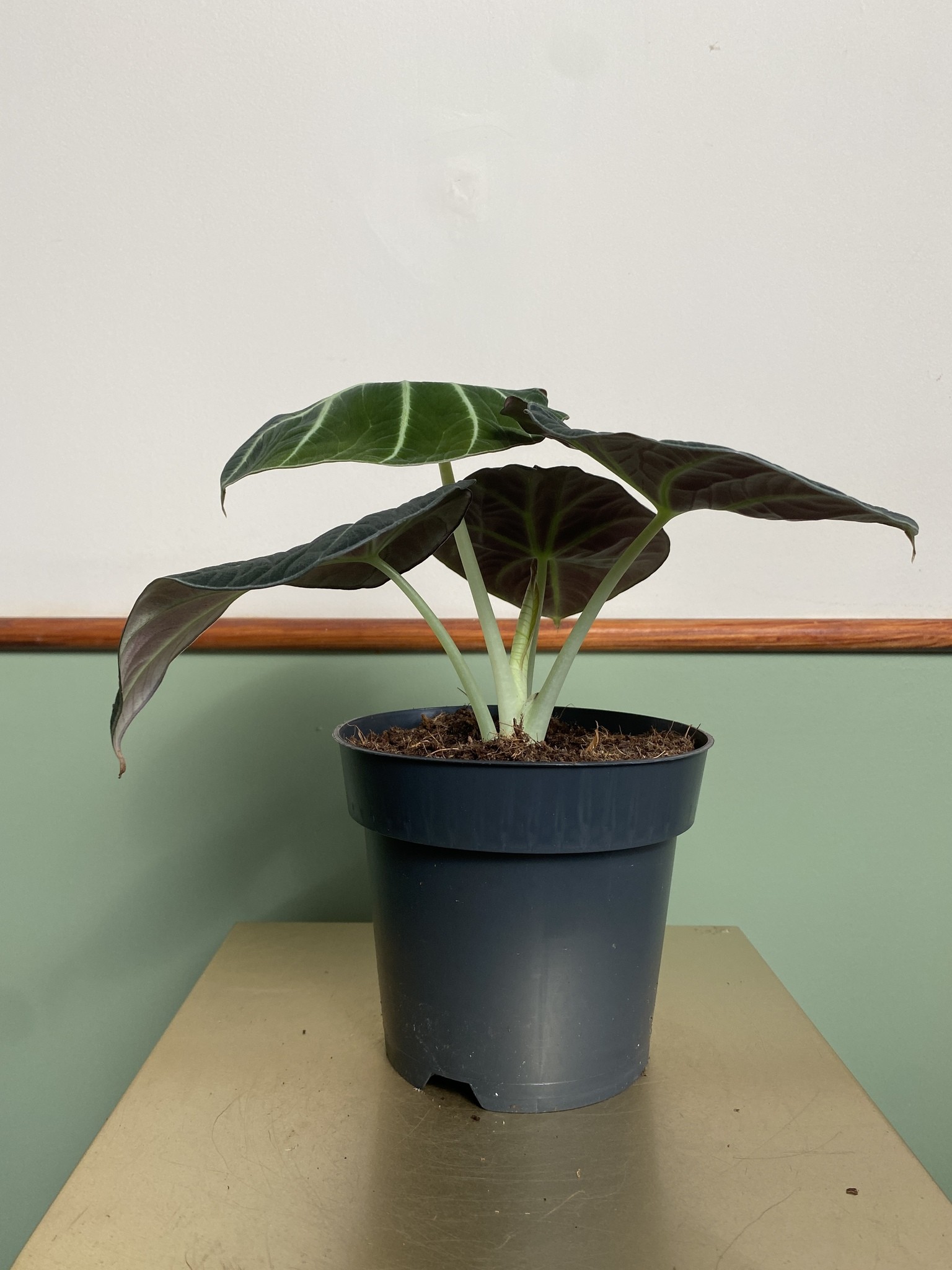 Alocasia Black Velvet