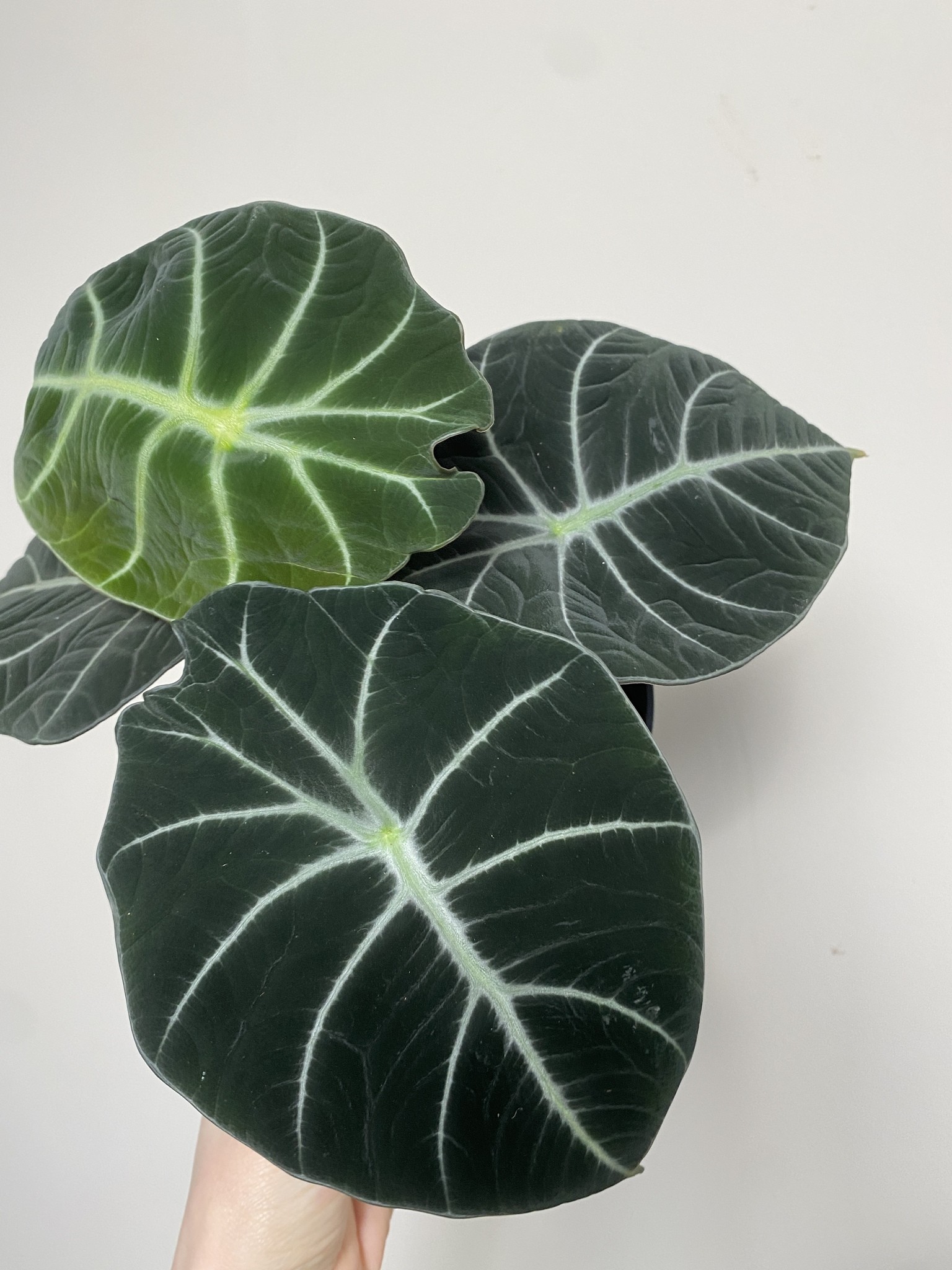 Alocasia Black Velvet