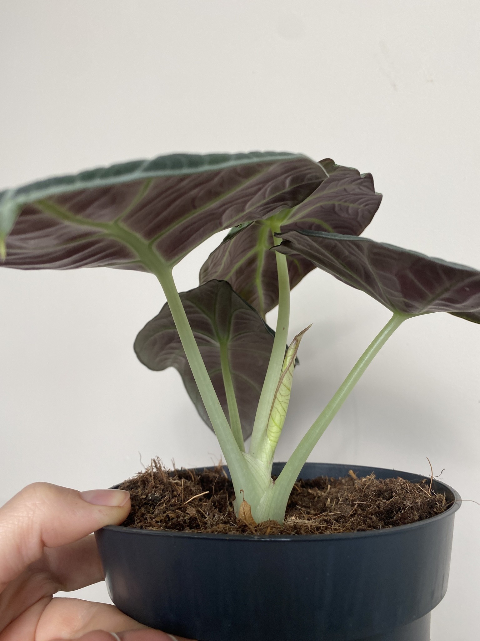 Alocasia Black Velvet