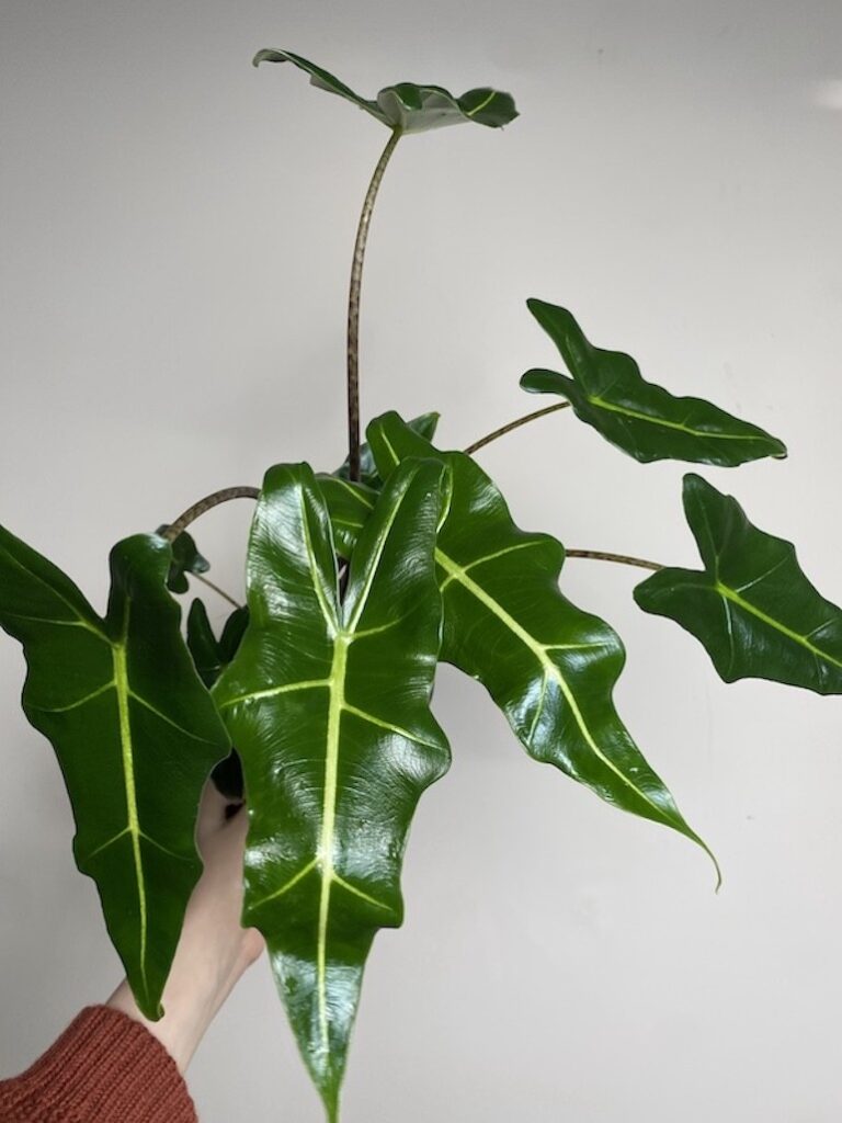 Alocasia sarian