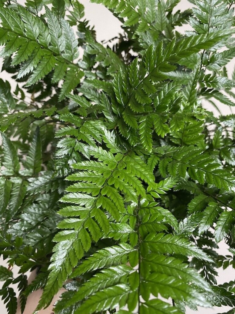 Polystichum Paprotnik chiński
