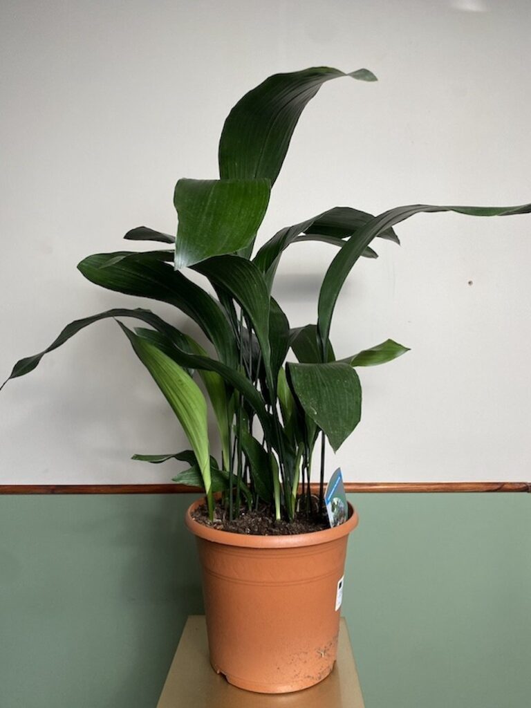 Aspidistra elatoir 9+