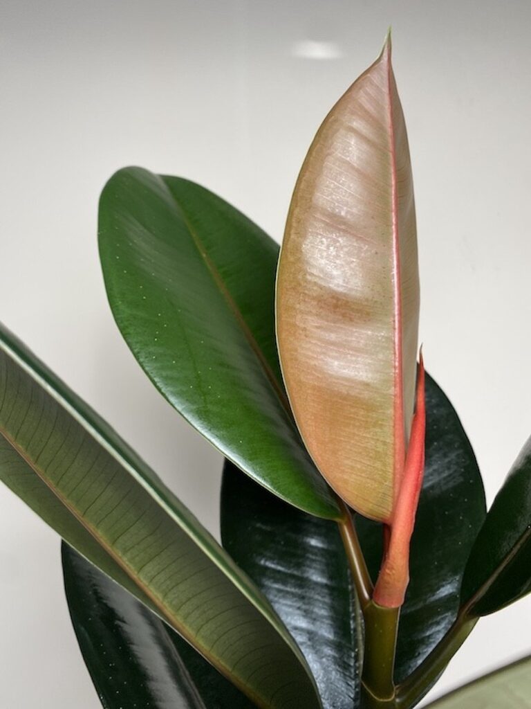 Ficus Abidjan