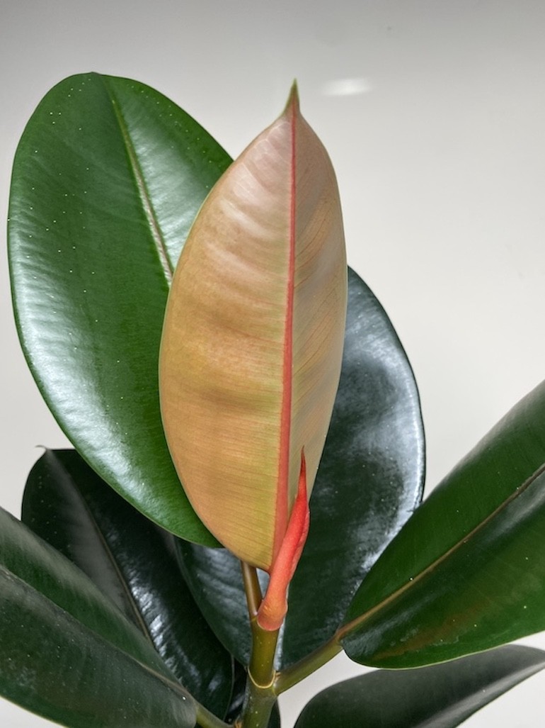 Ficus Abidjan