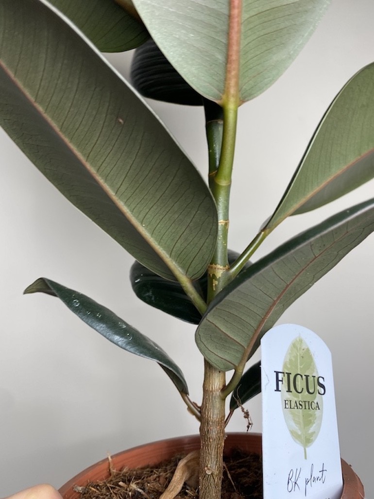 Ficus Abidjan