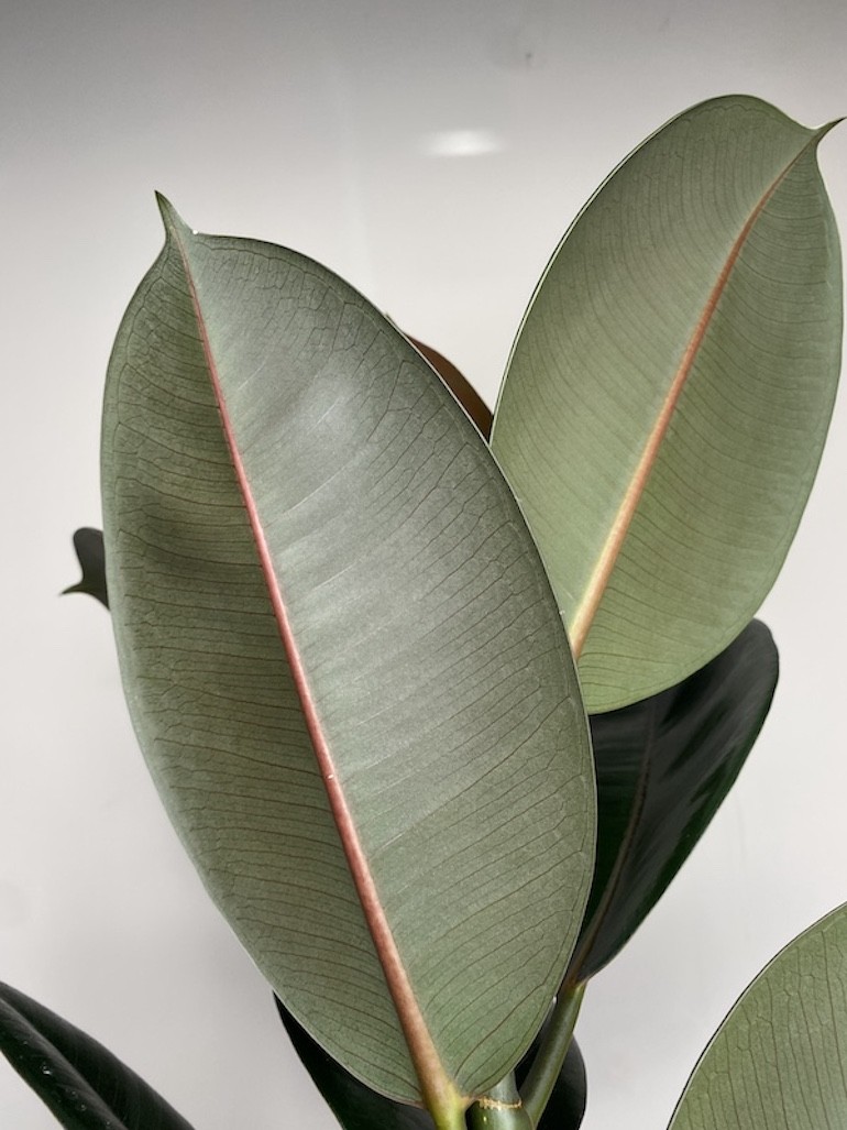 Ficus Abidjan