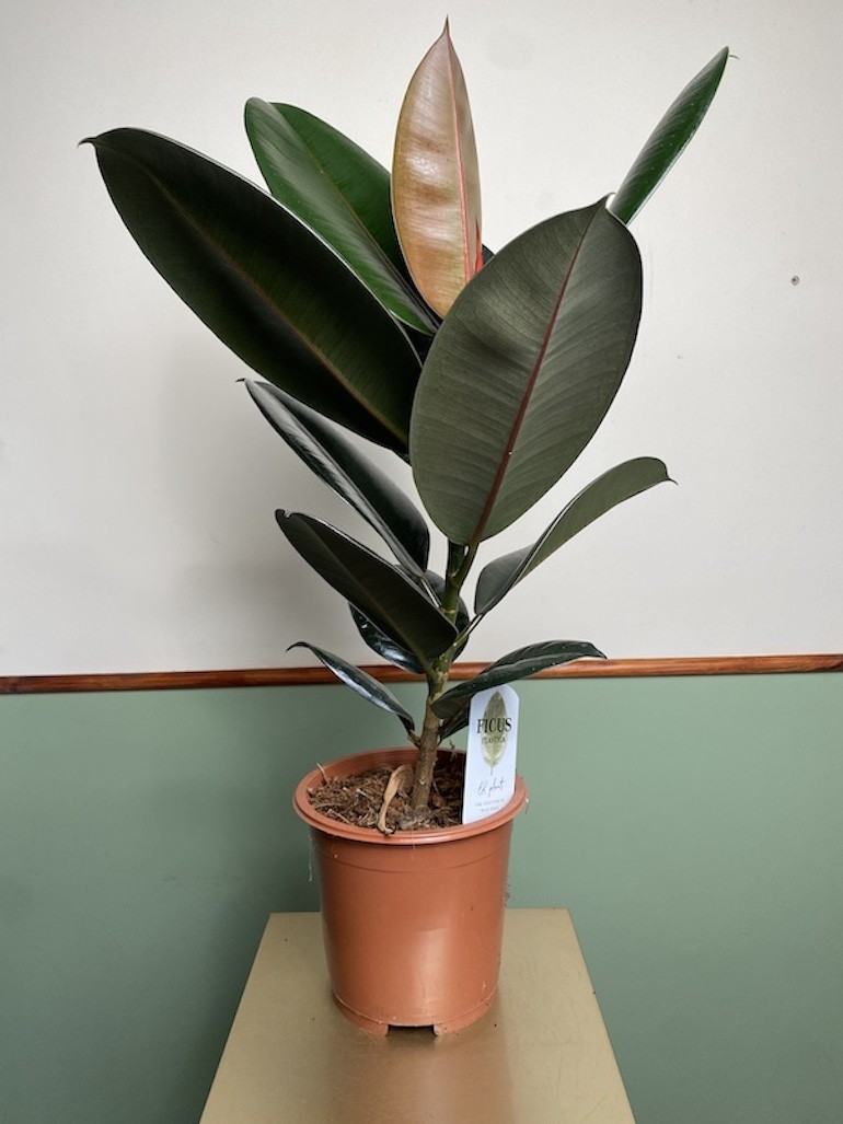 Ficus Abidjan