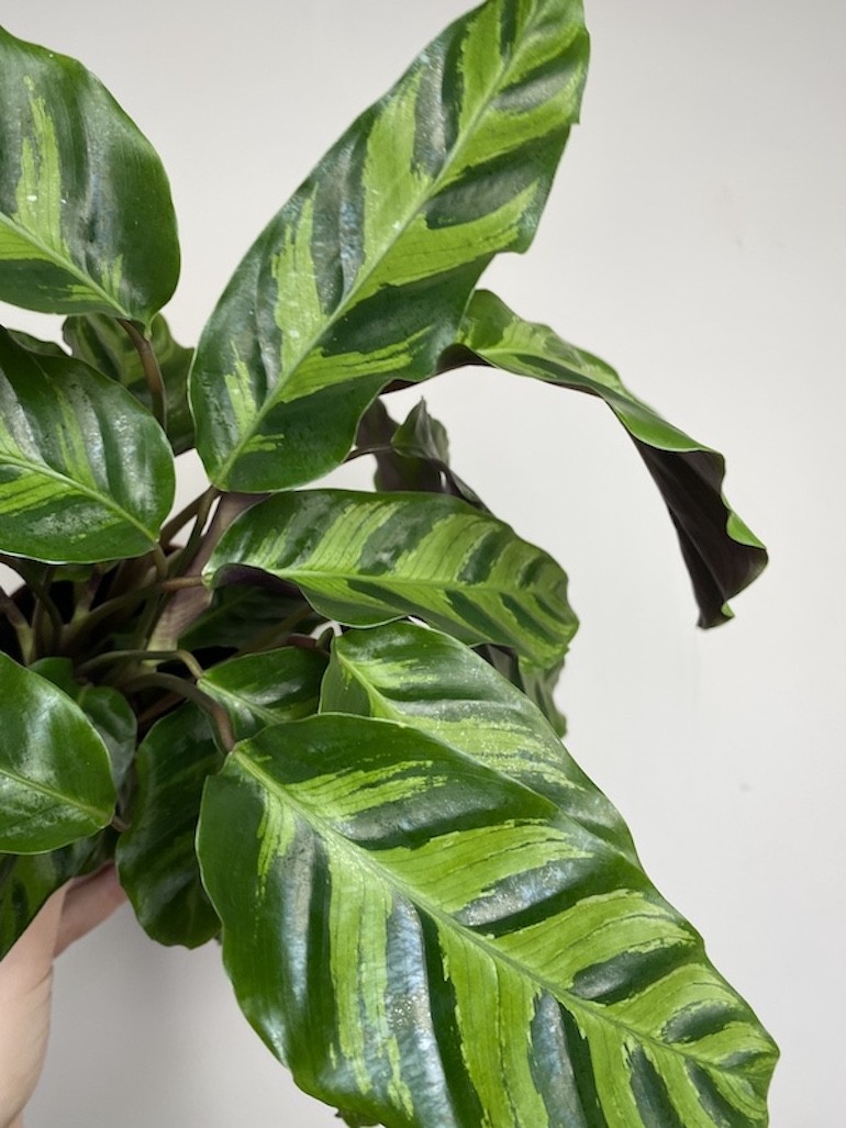 Calathea Hybryda Albertii i Louise