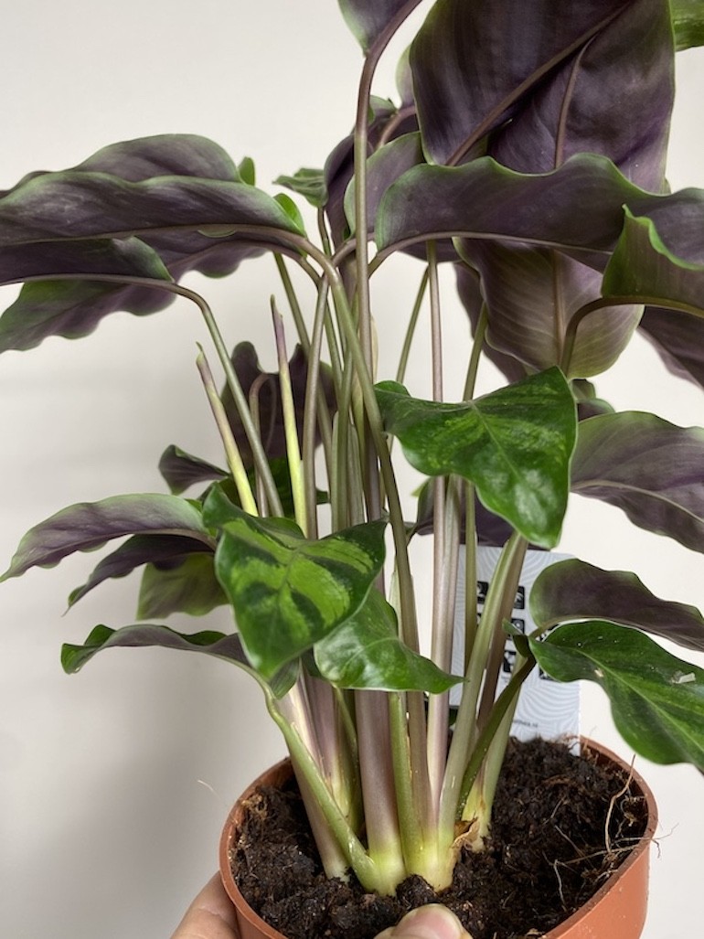 Calathea Hybryda Albertii i Louise