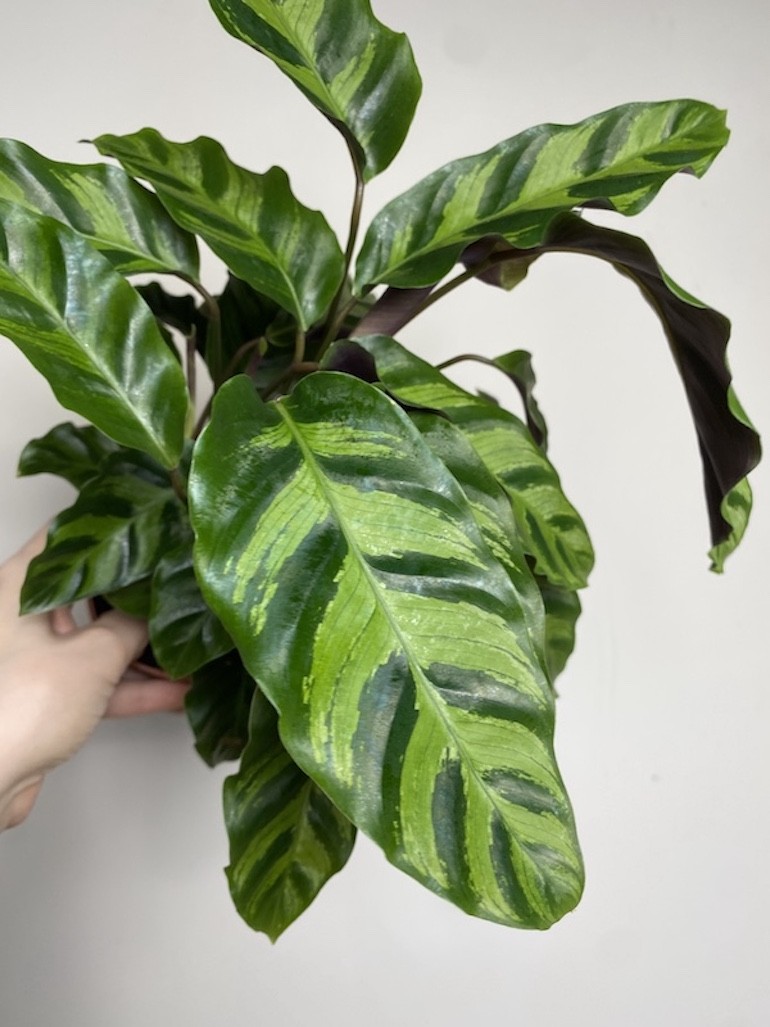 Calathea Hybryda Albertii i Louise