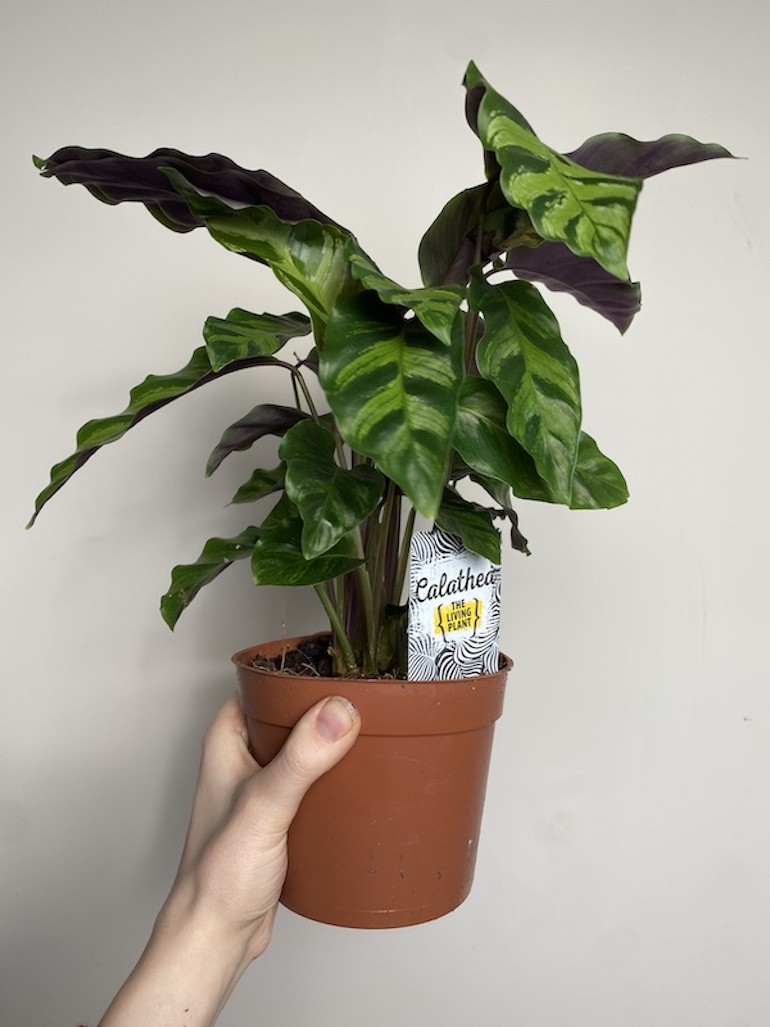 Calathea Hybryda Albertii i Louise