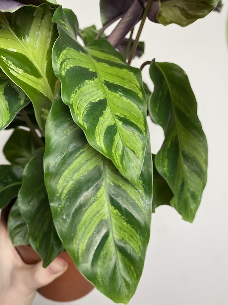 Calathea Hybryda Albertii i Louise