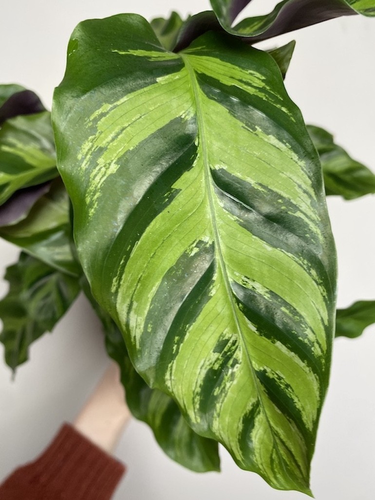 Calathea Hybryda Albertii i Louise