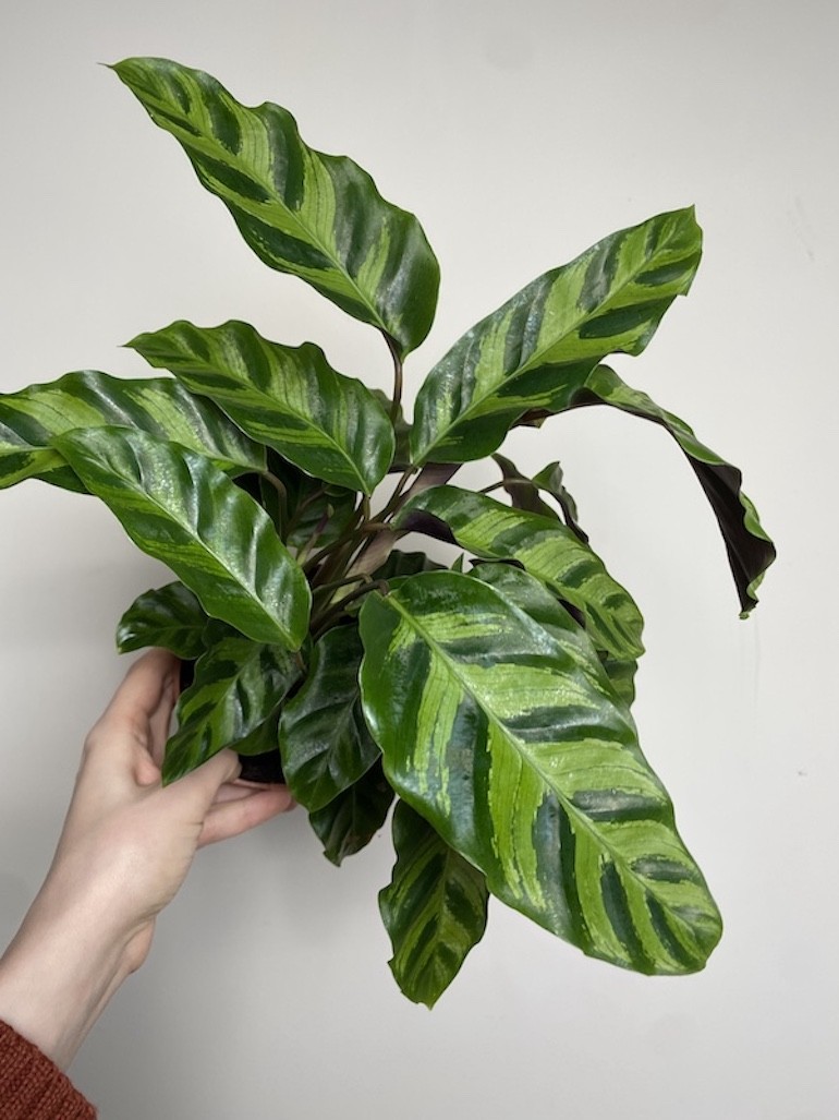 Calathea Hybryda Albertii i Louise