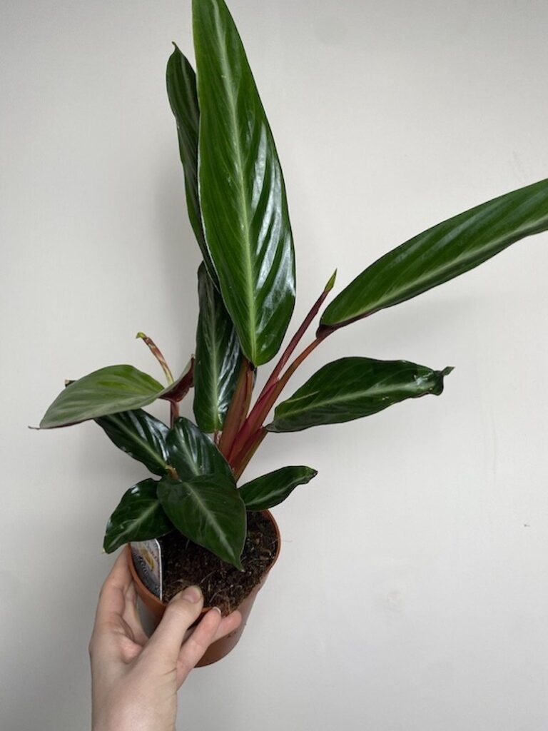 Stromanthe Sanguinea