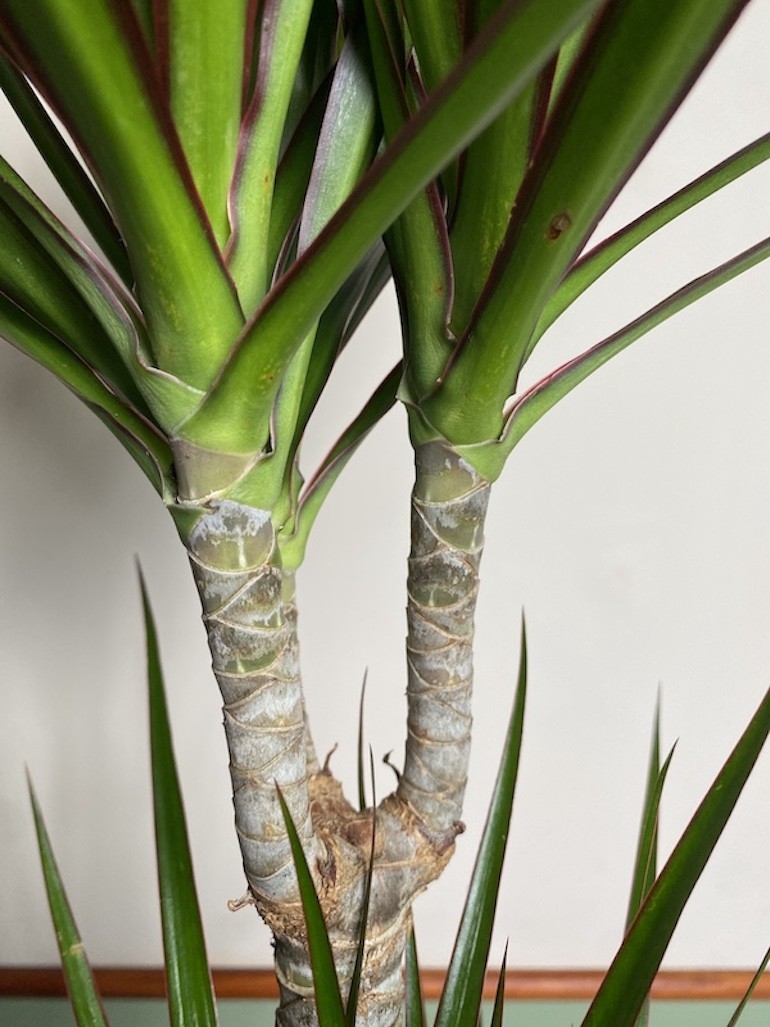 Dracena marginata