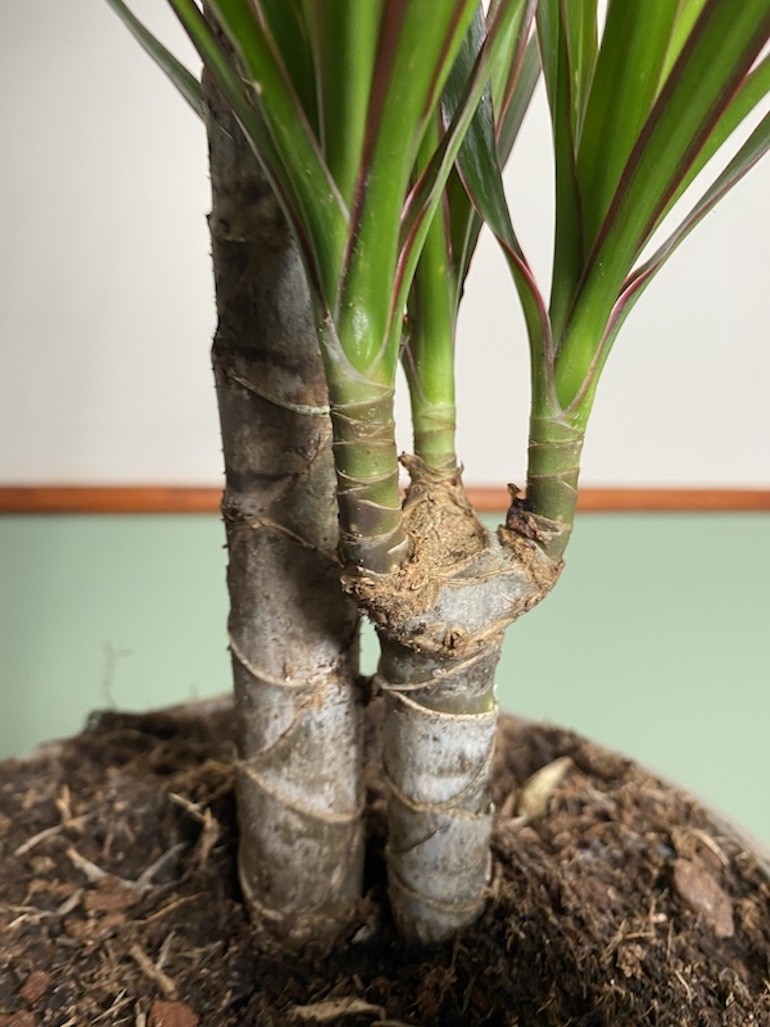Dracena marginata