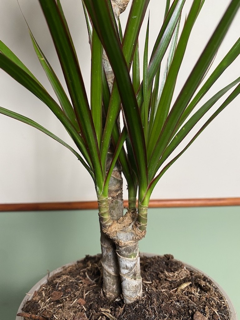 Dracena marginata