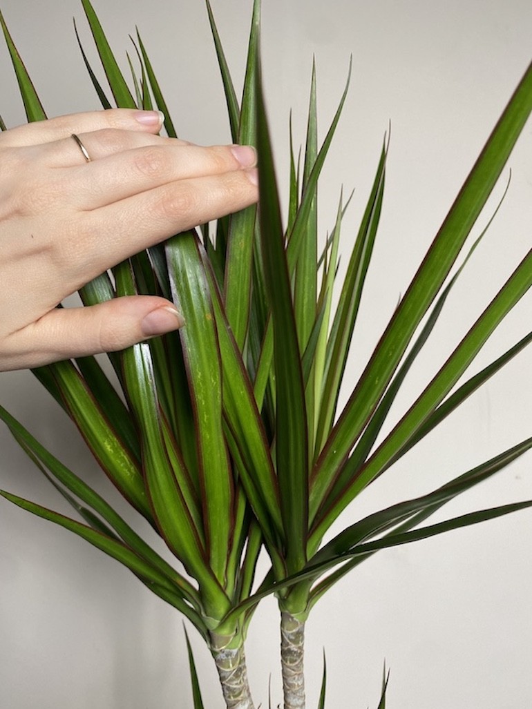 Dracena marginata