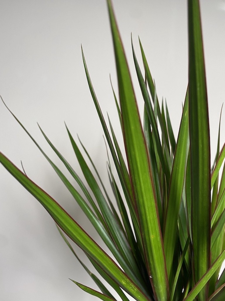 Dracena marginata