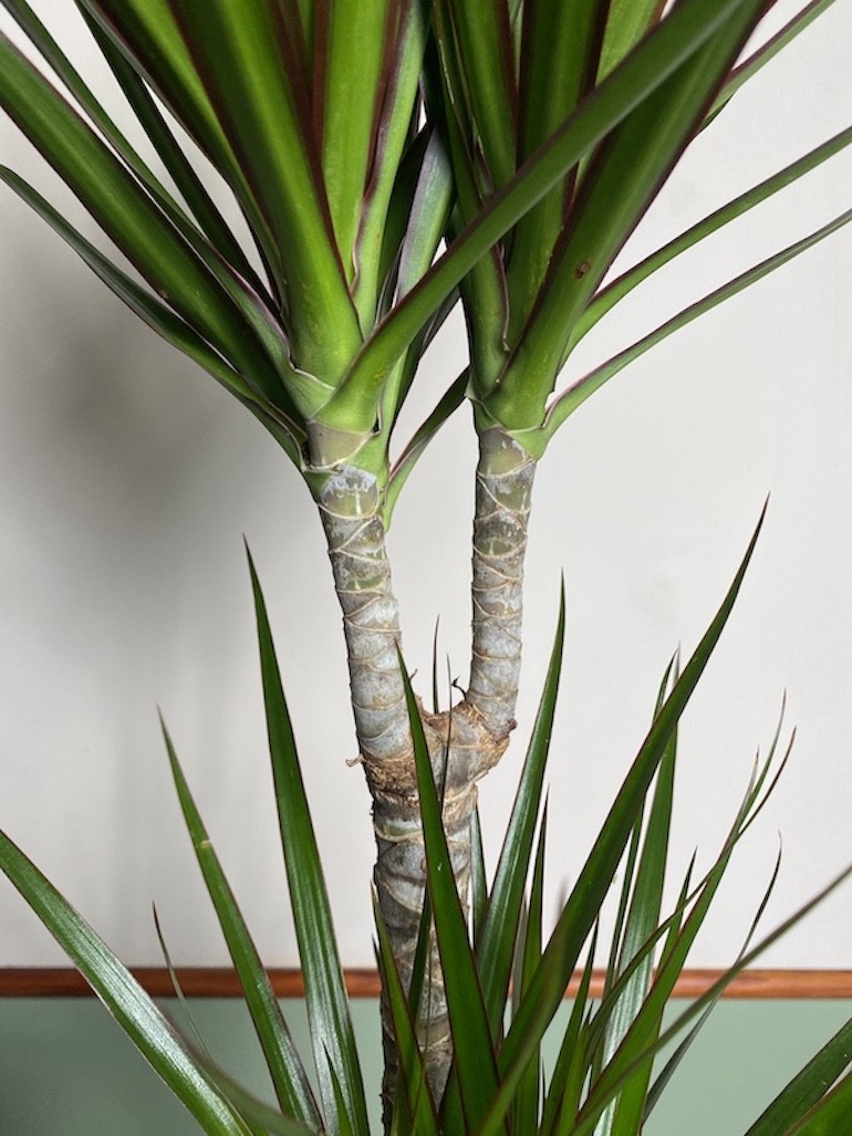 Dracena marginata