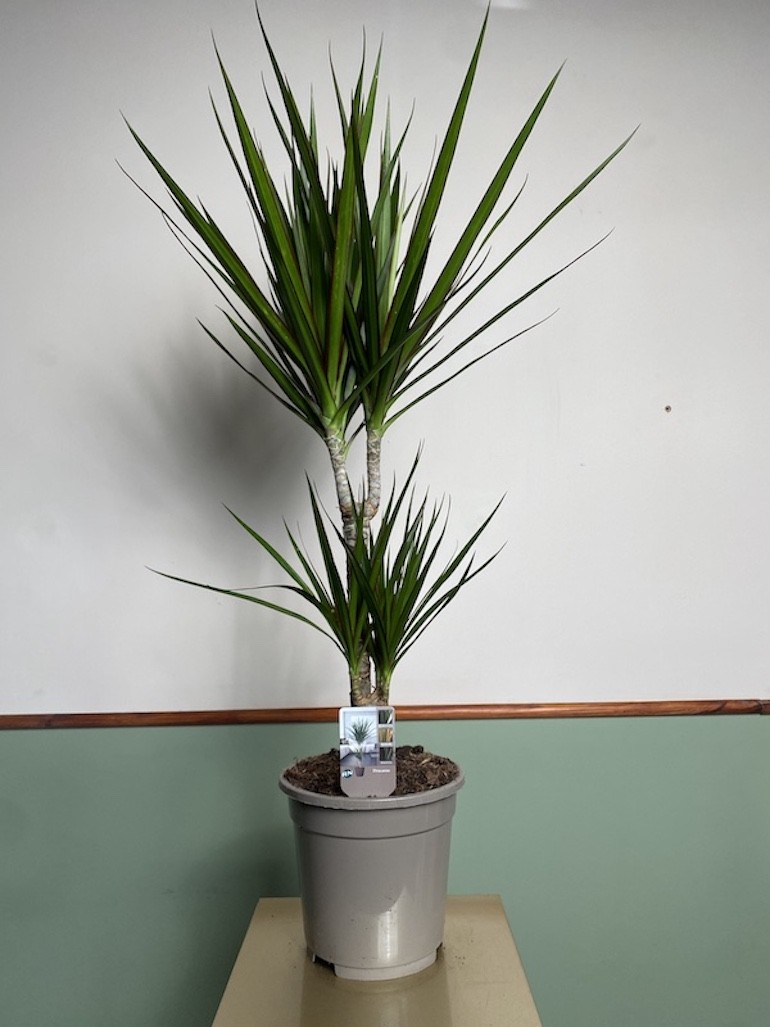 Dracena marginata