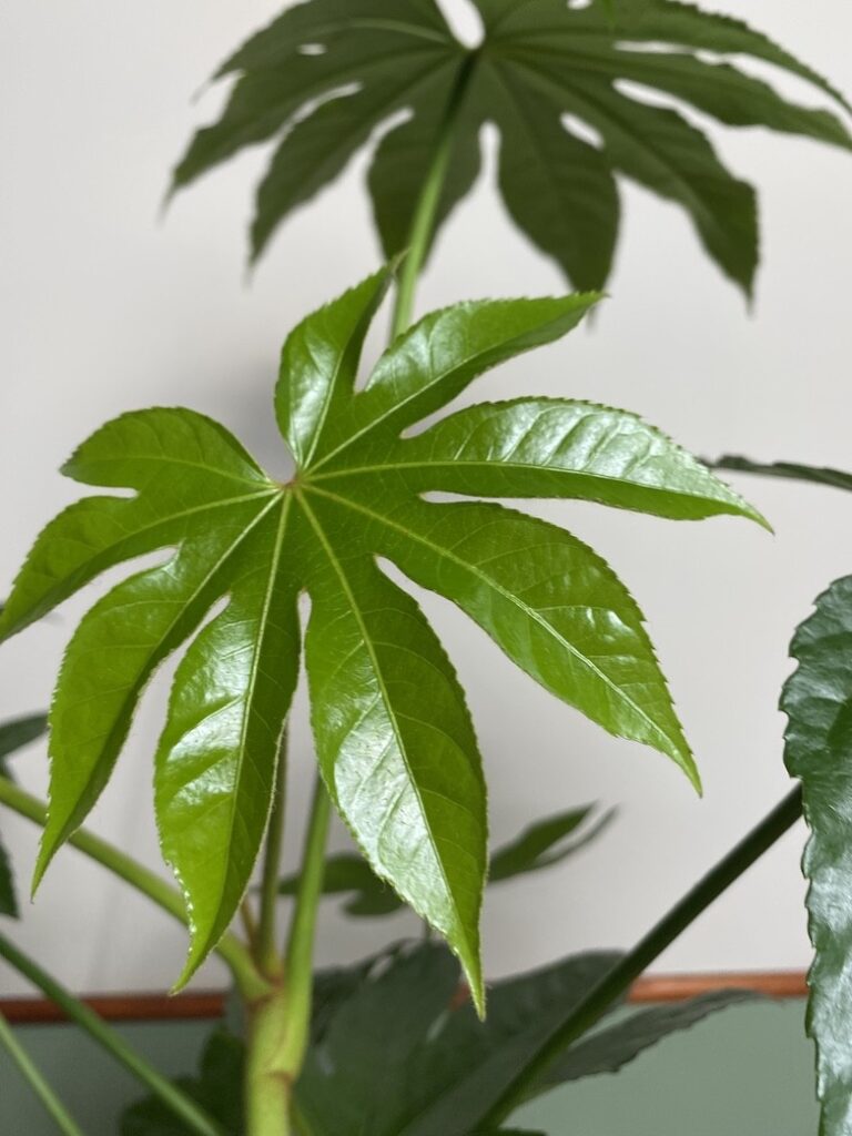 Fatsia Japonica L