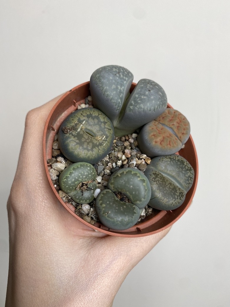 Lithops S