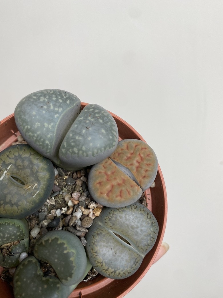 Lithops S