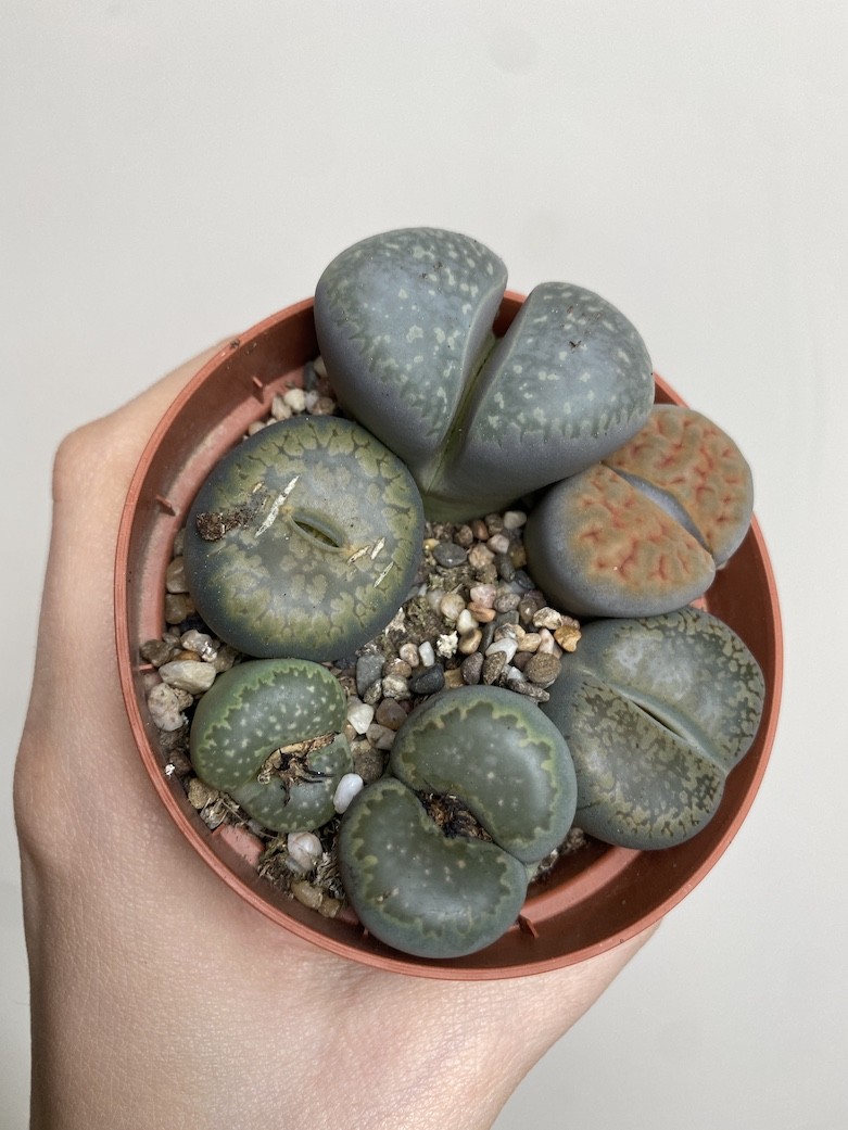 Lithops S