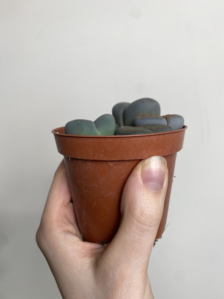 Lithops S