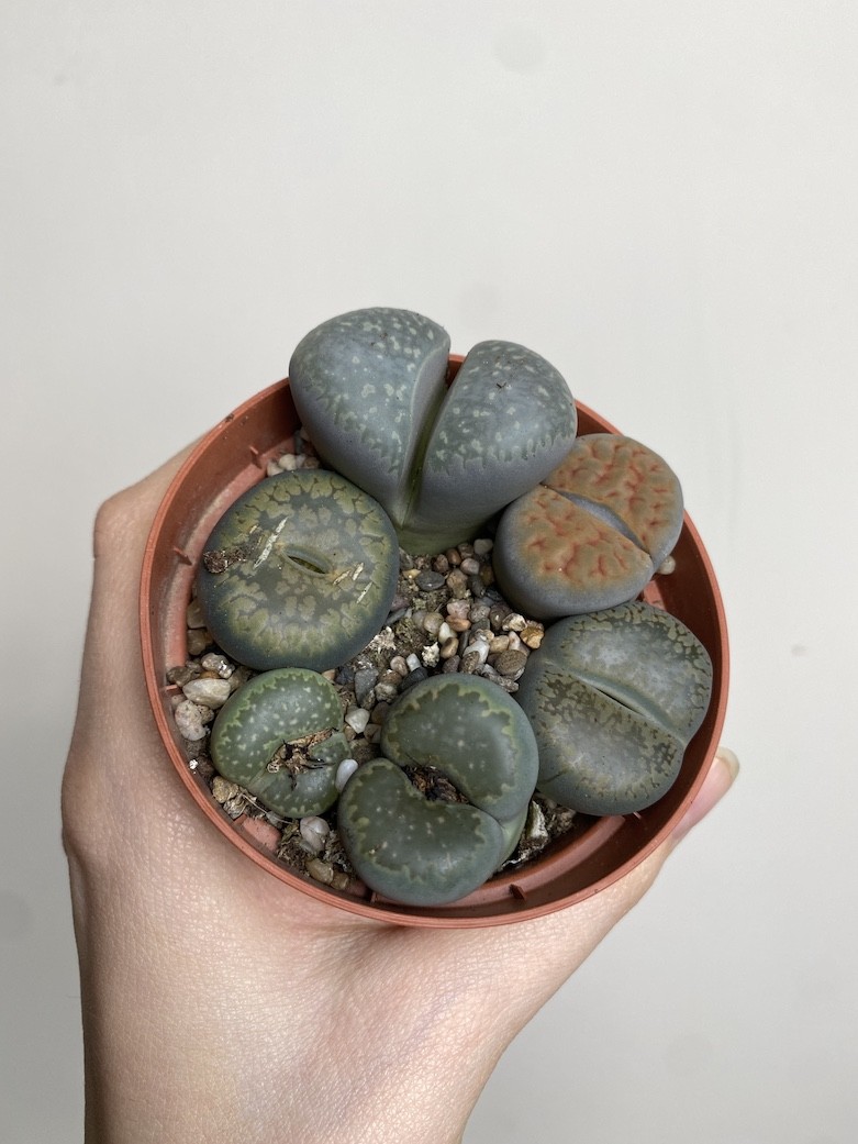 Lithops S