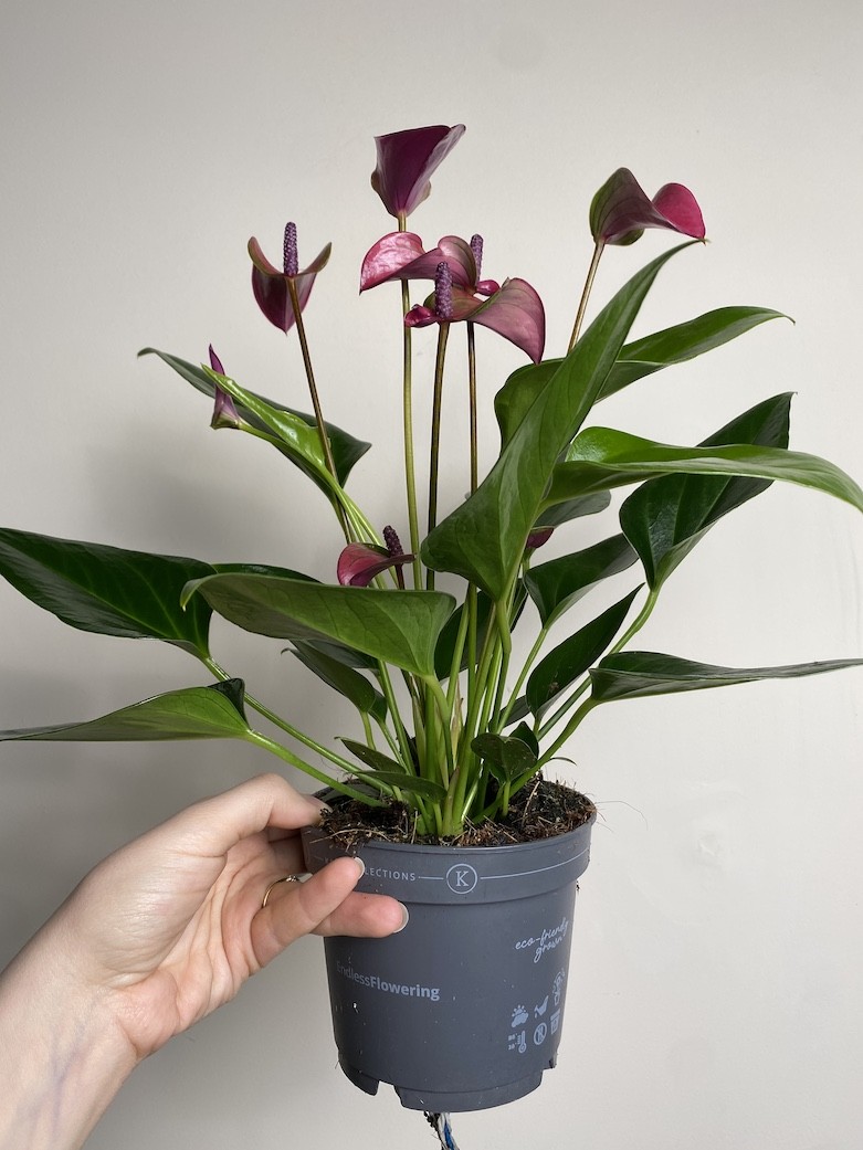 Anthurium Cirano
