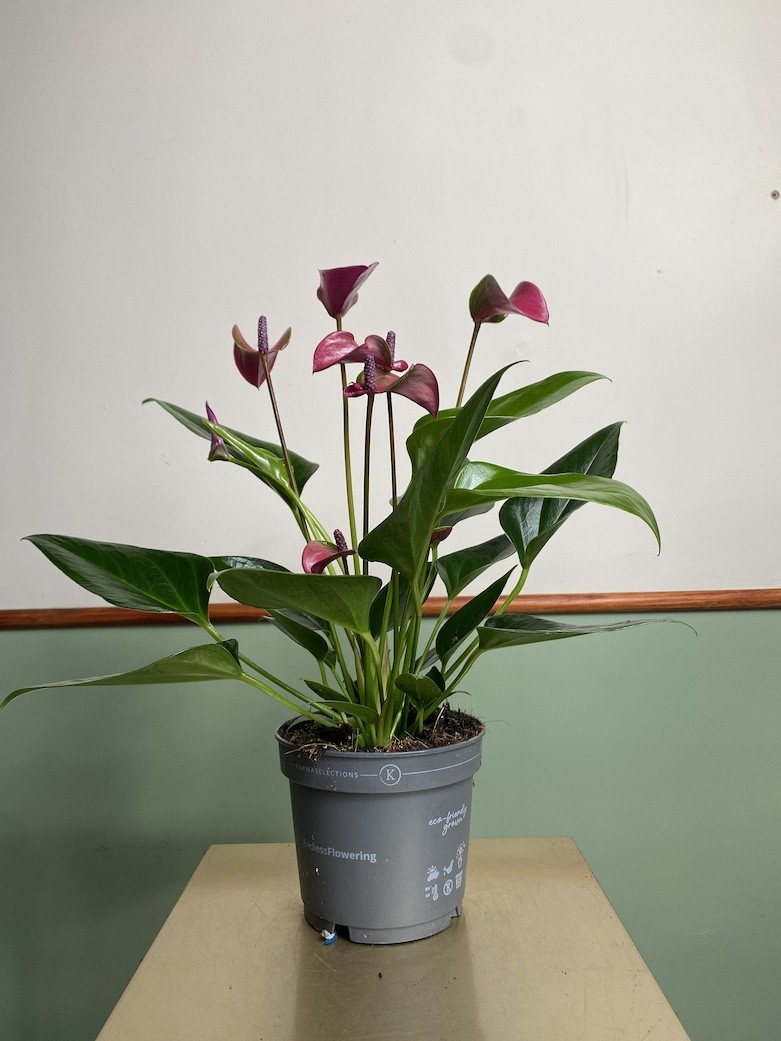 Anthurium Cirano