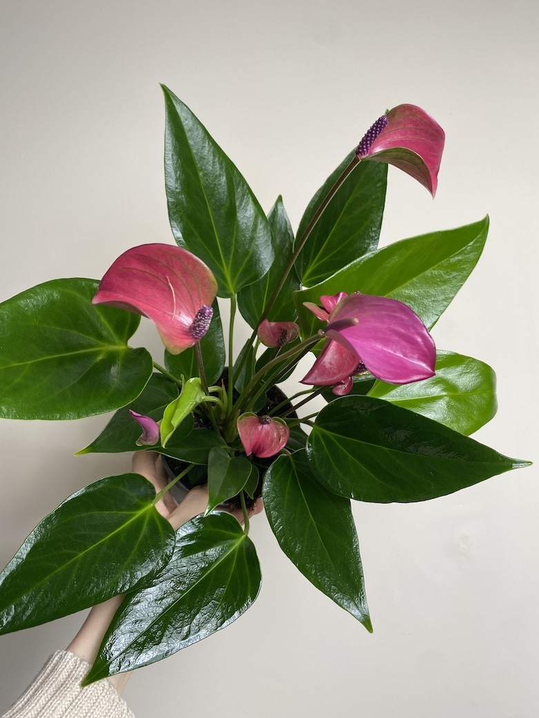 Anthurium Cirano