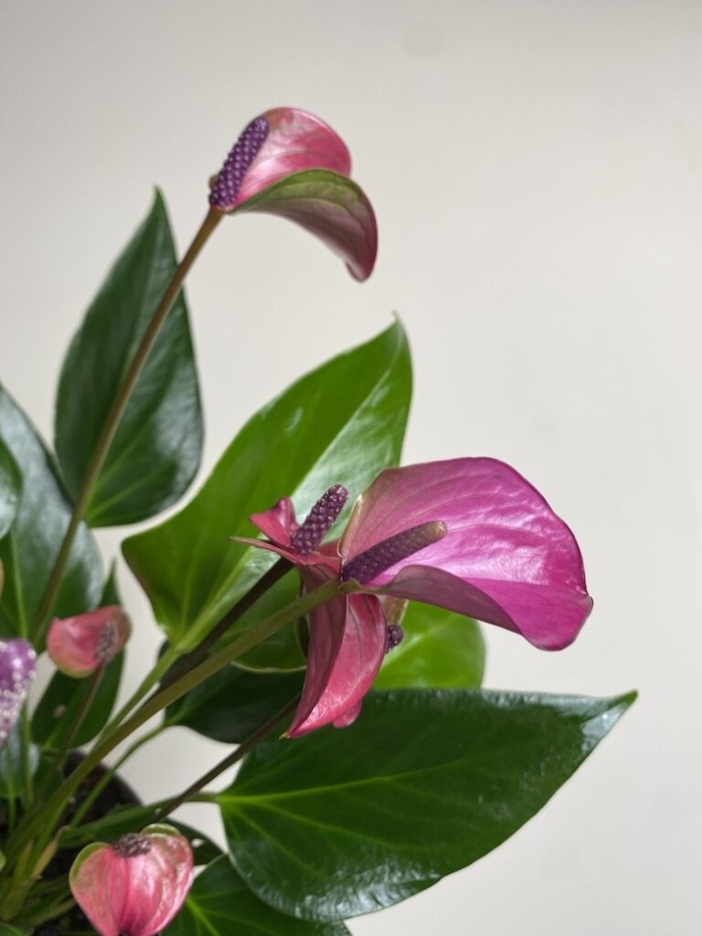 Anthurium Cirano