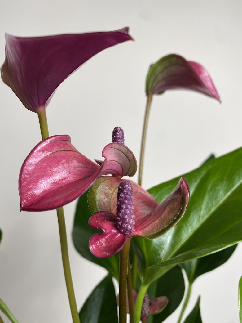 Anthurium Cirano