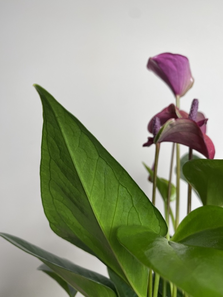 Anthurium Cirano